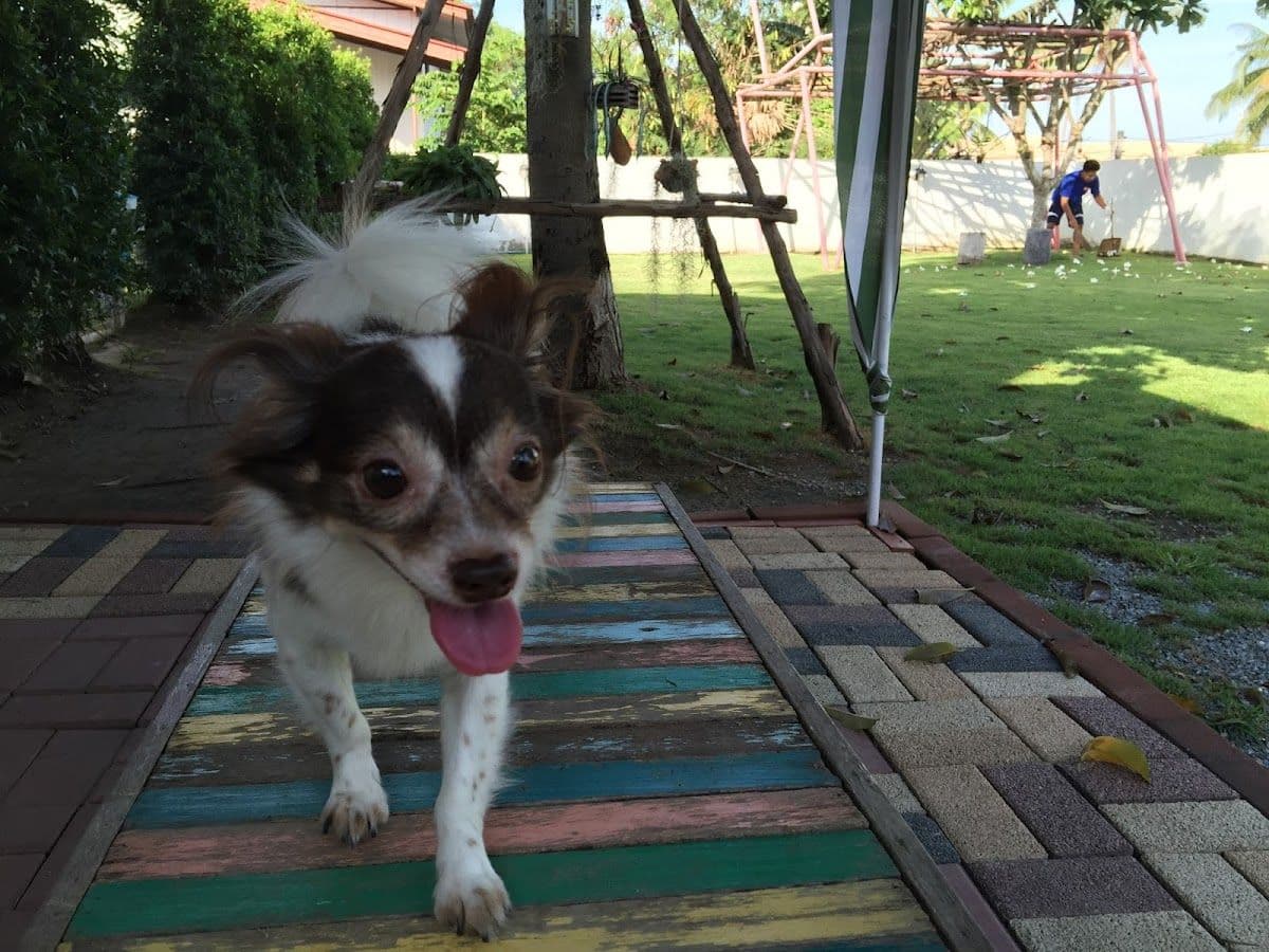 Cotton Dog Resort and Care gallery 9