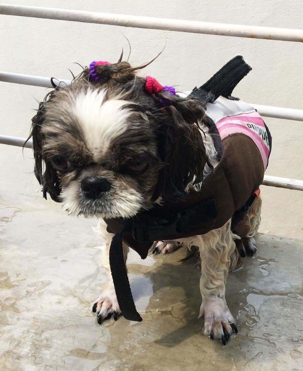 Cotton Dog Resort and Care gallery 10