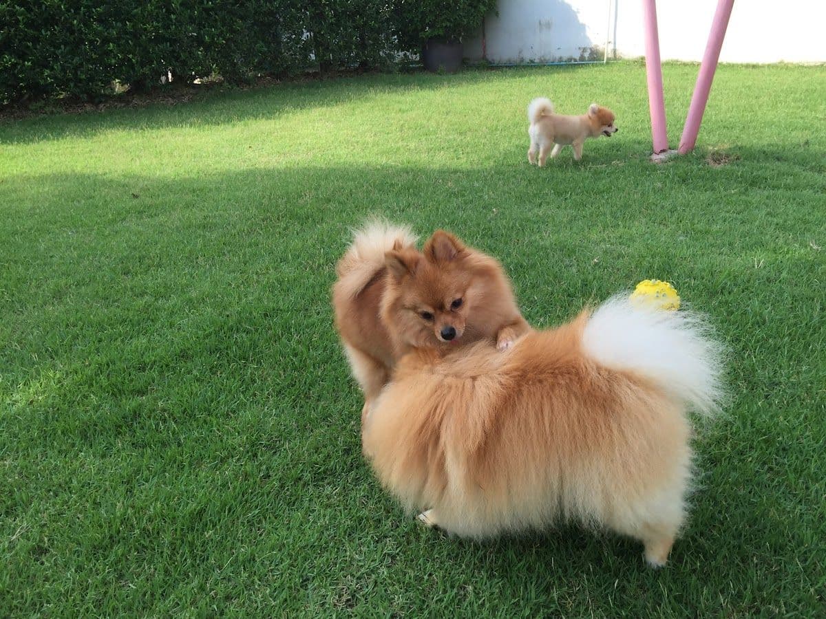 Cotton Dog Resort and Care gallery 5