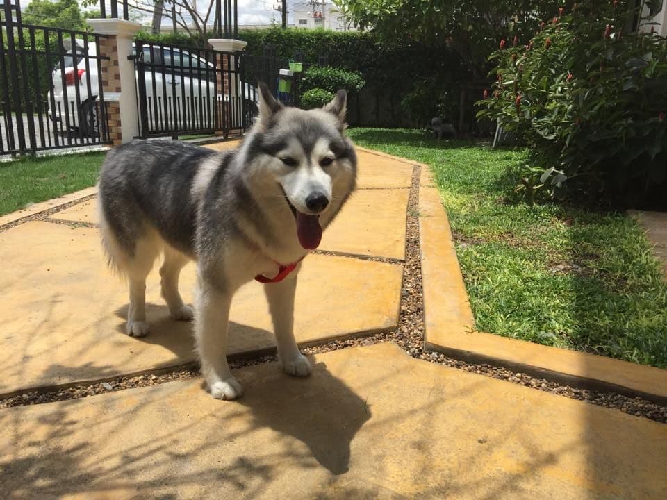 Cotton Dog Resort and Care image 2