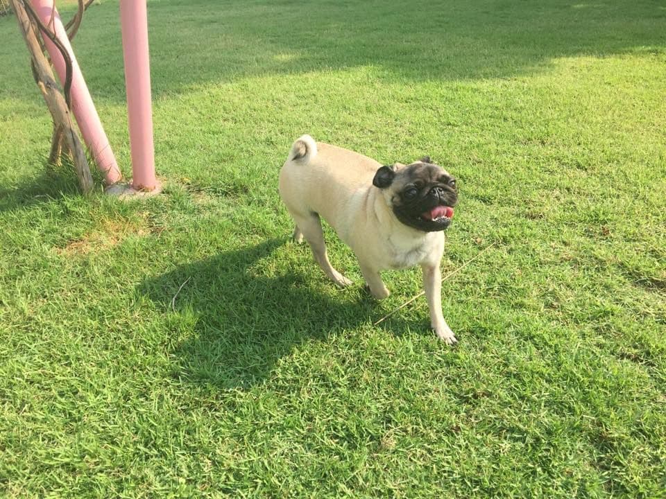Cotton Dog Resort and Care gallery 7