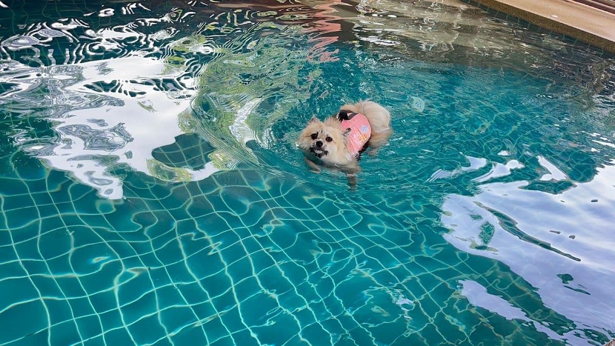 Love Me Love My Pets Club gallery 4
