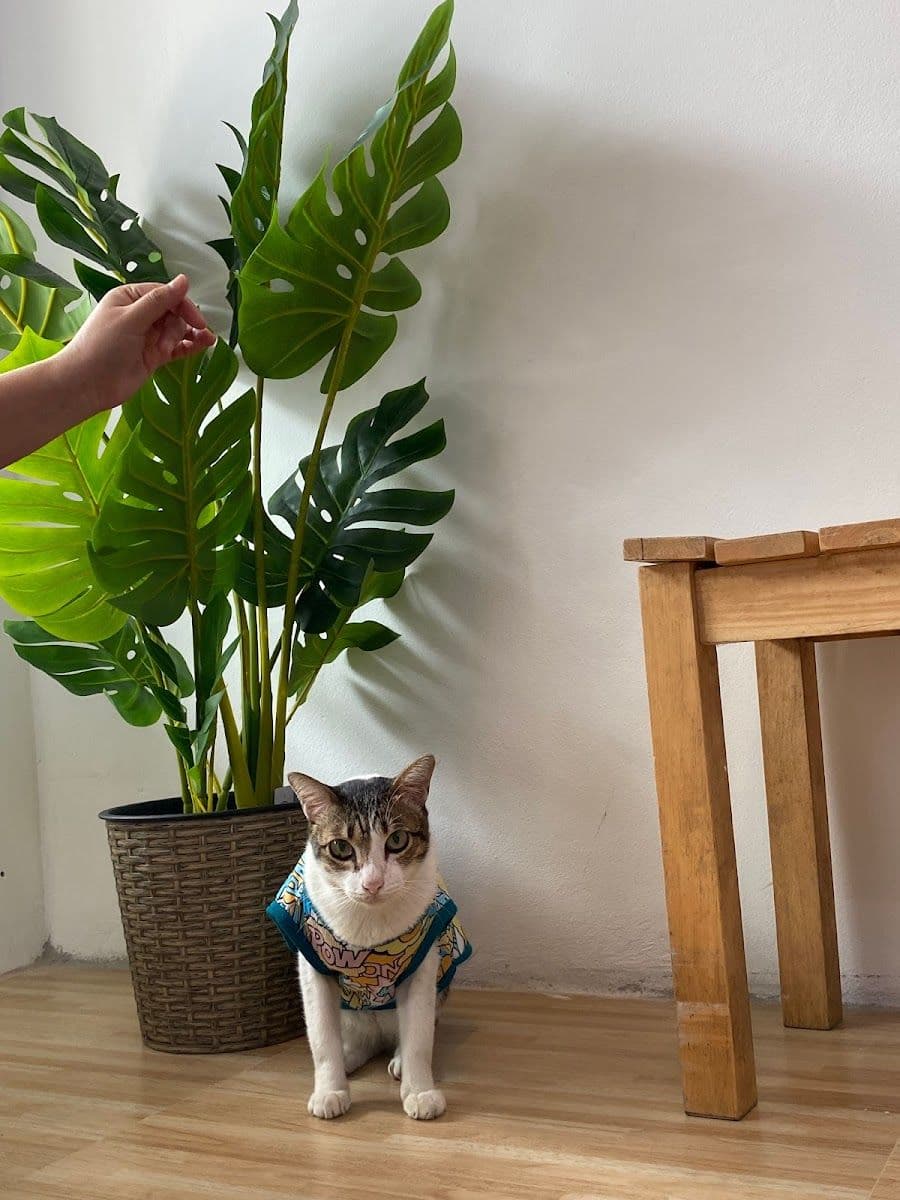 MEESUK PET HOSPITAL Ekachai-Bangbon gallery 4
