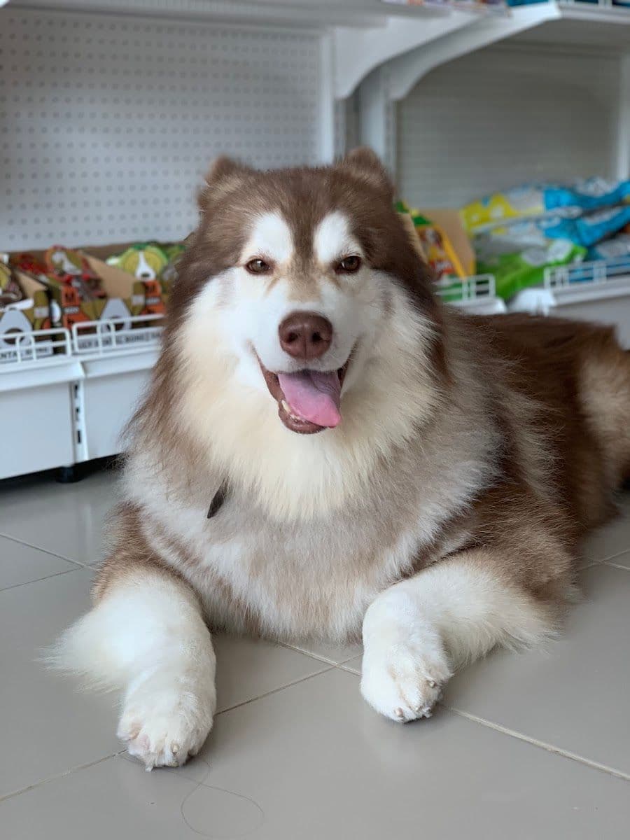 Dog House (ชัยพฤกษ์) image 2