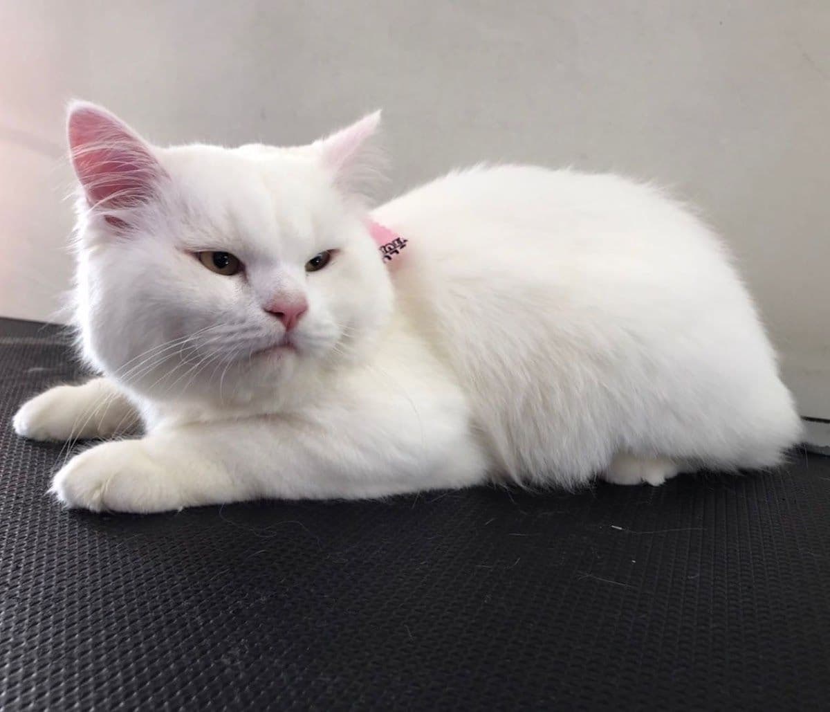 Buddy Grooming Spa gallery 4
