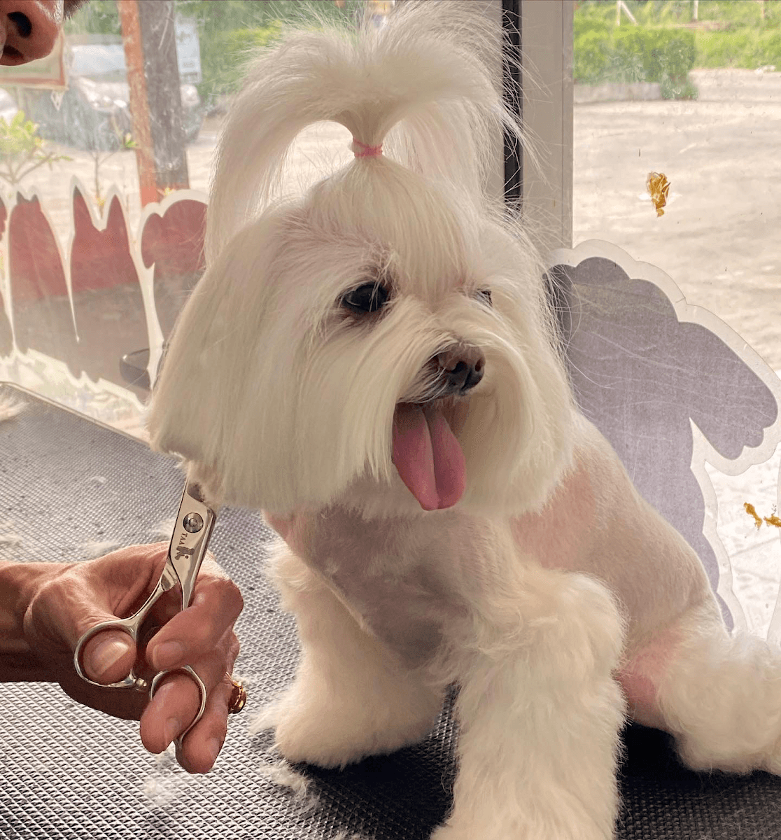 Buddy Grooming Spa gallery 5