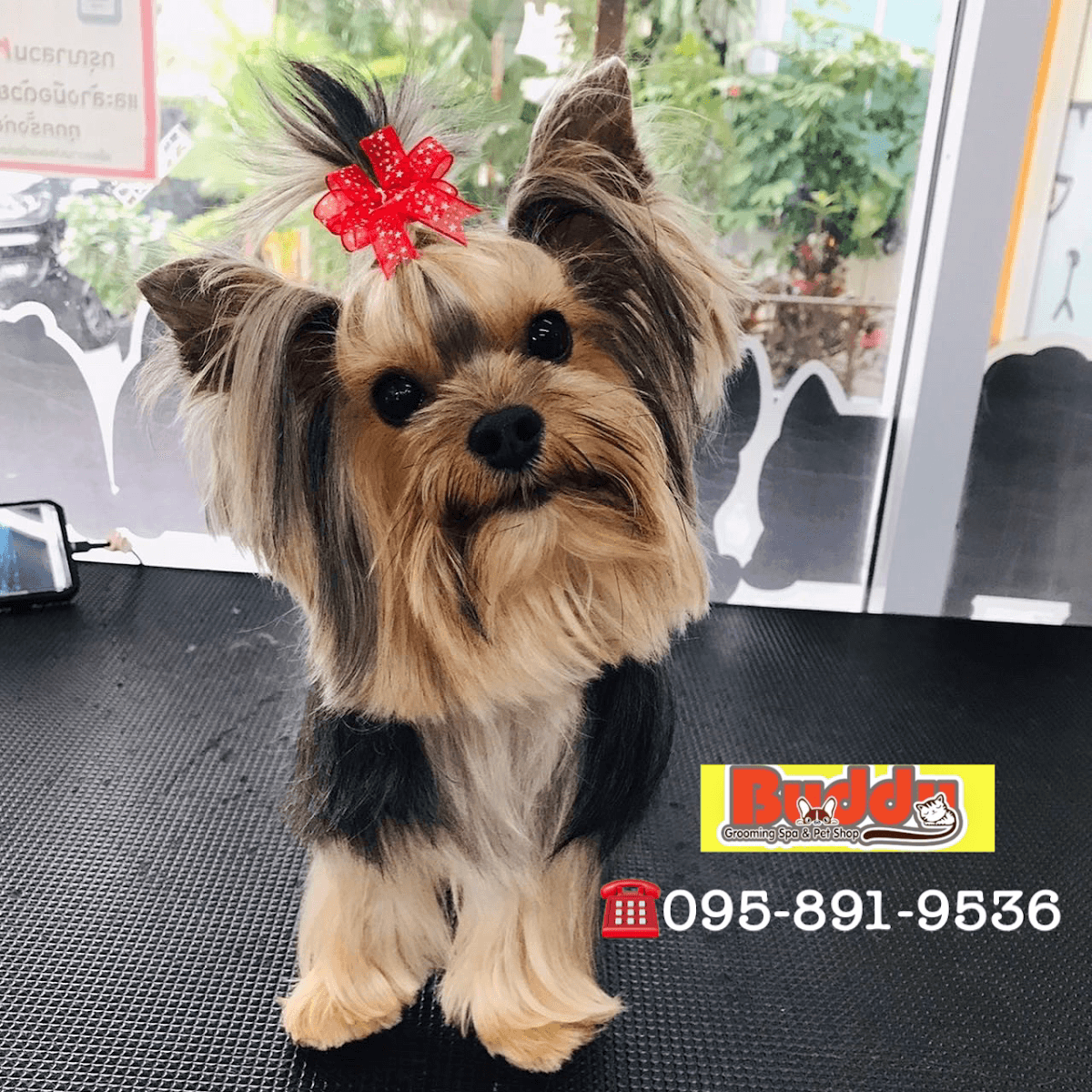 Buddy Grooming Spa image 2