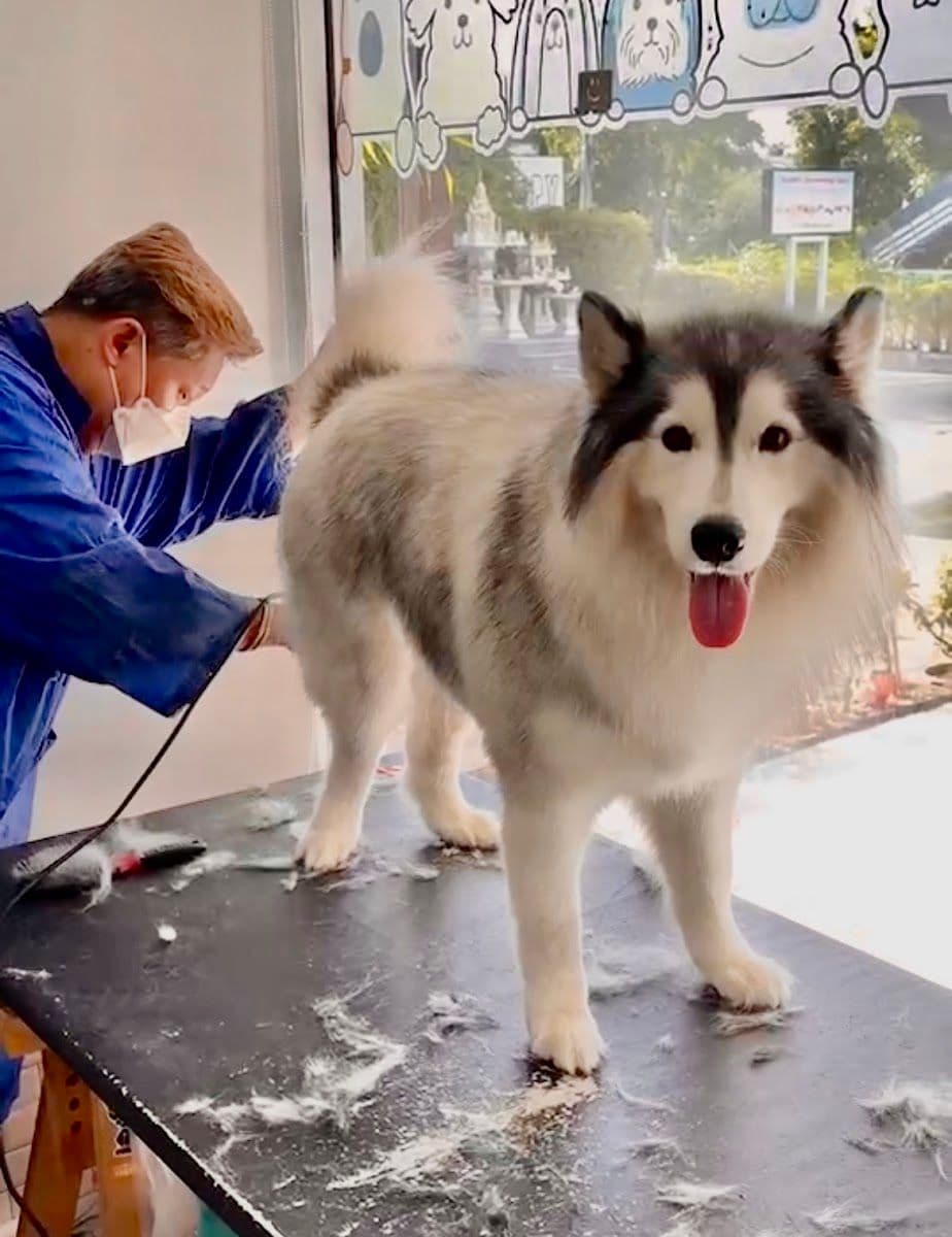 Buddy Grooming Spa gallery 6