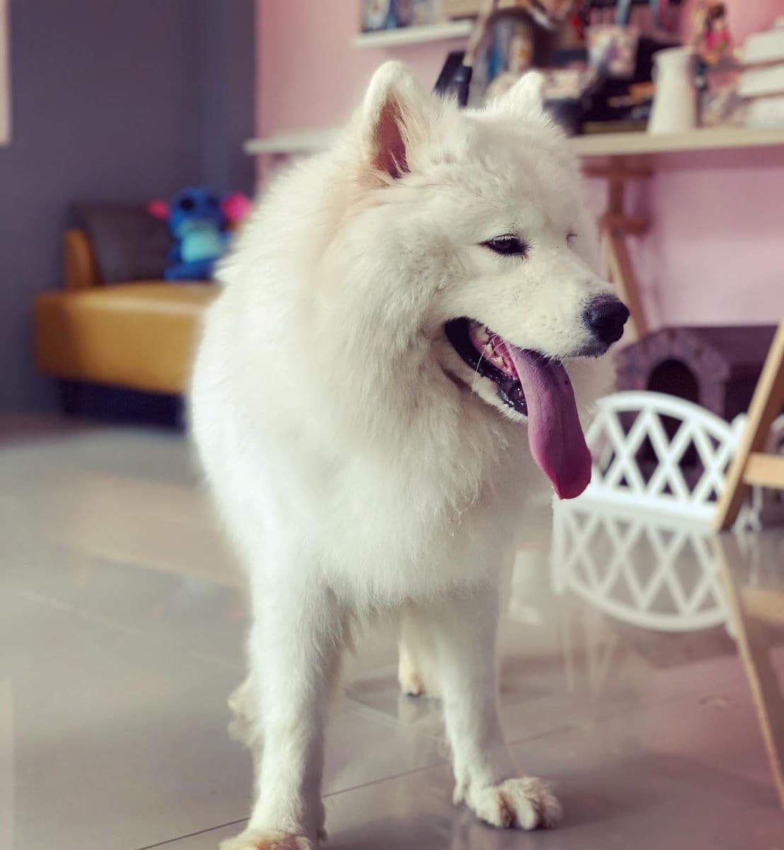 Buddy Grooming Spa gallery 7