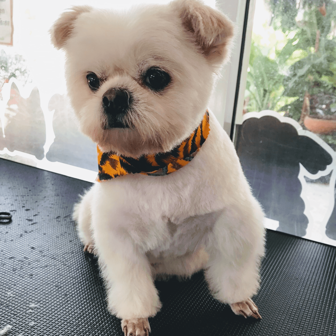 Buddy Grooming Spa image 3