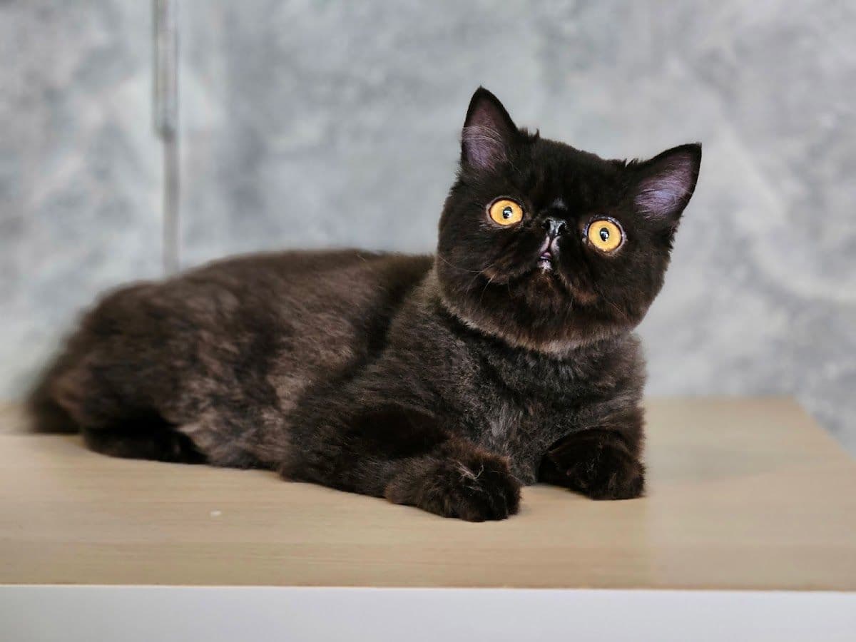 Sita Cattery & Grooming gallery 4