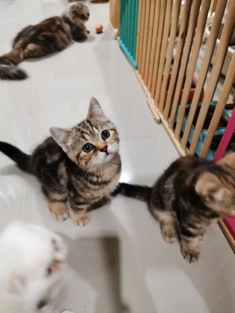 Sita Cattery & Grooming gallery 7