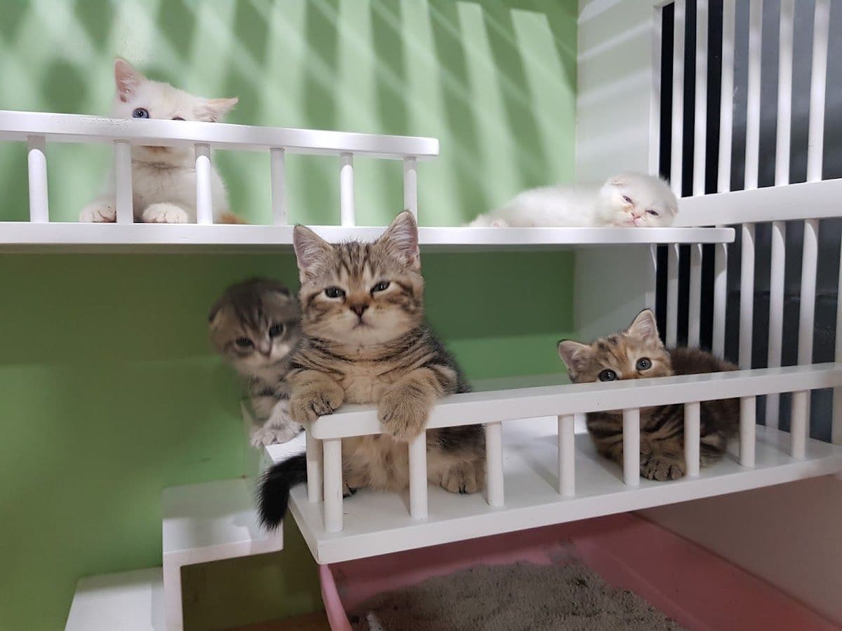 Sita Cattery & Grooming gallery 6