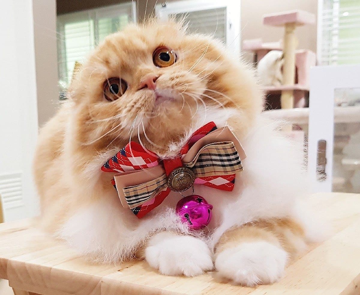 Sita Cattery & Grooming gallery 5