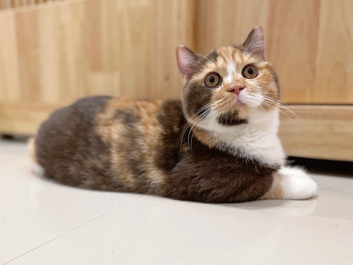 Sita Cattery & Grooming
