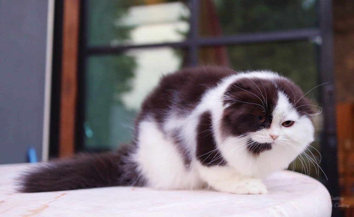 Sita Cattery & Grooming image 3