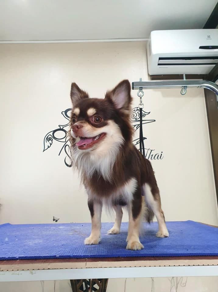 Kluaykookfoon Grooming image 3