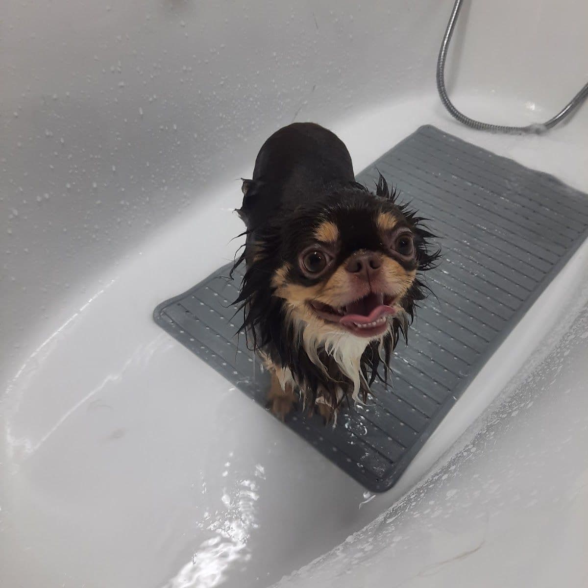 Kluaykookfoon Grooming gallery 8