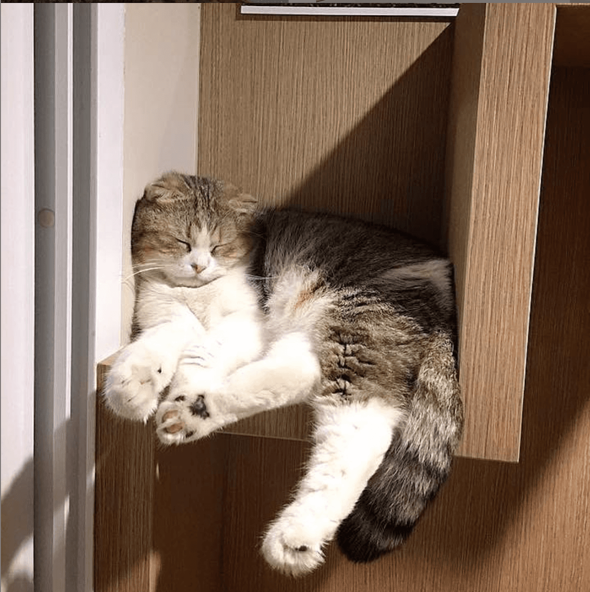 Neko Luxury Cat Hotel gallery 6