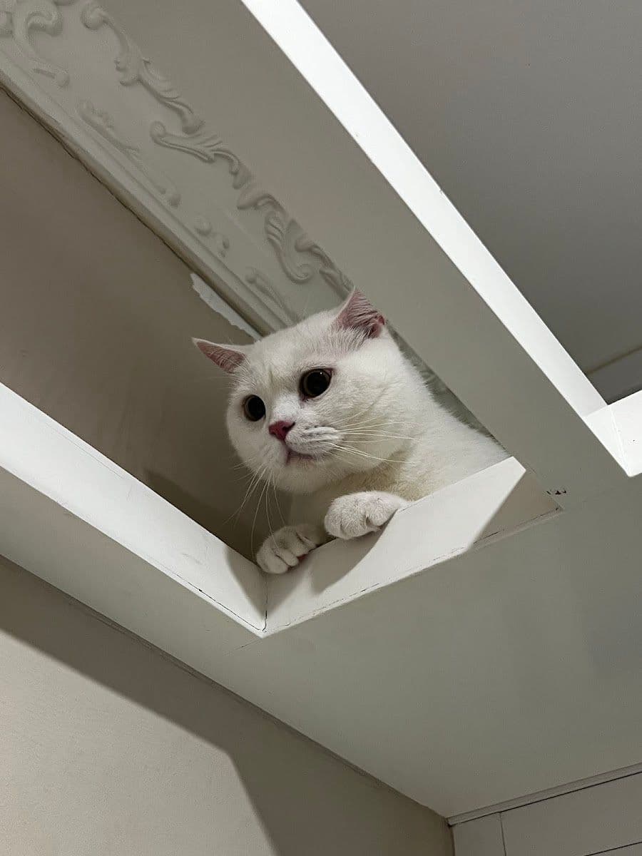 Neko Luxury Cat Hotel image 2