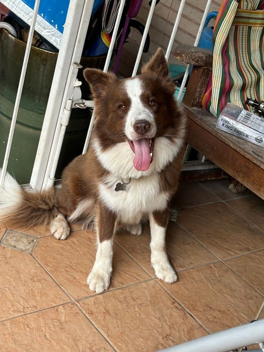 Dog Society gallery 5