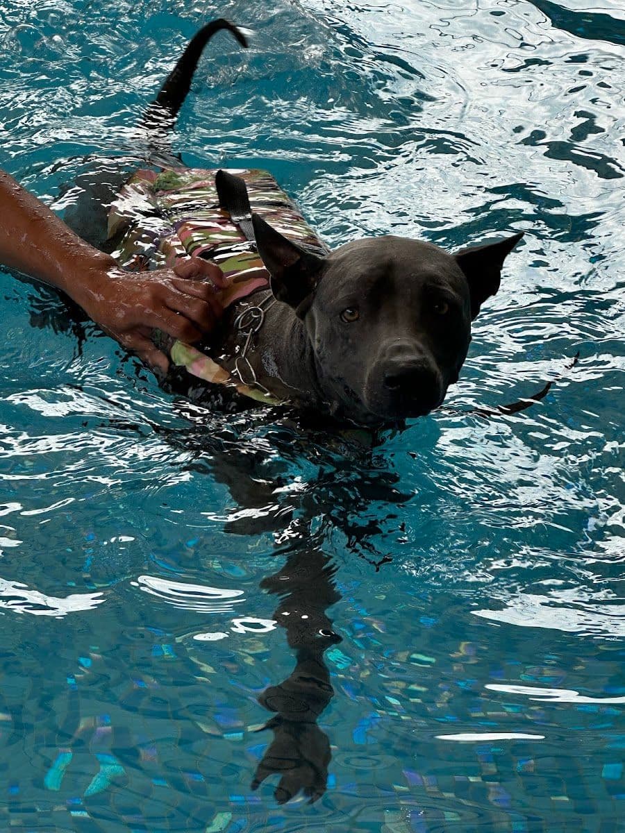 Dog Society image 2