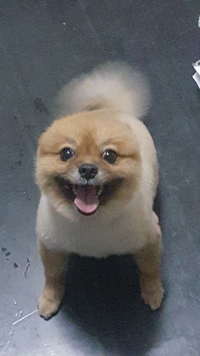 Dog Society gallery 6