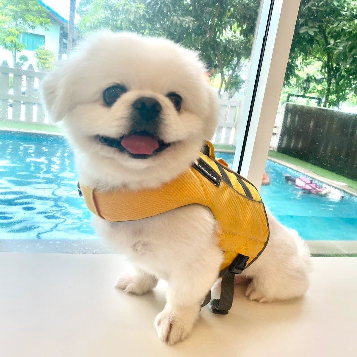 Dog Society gallery 4