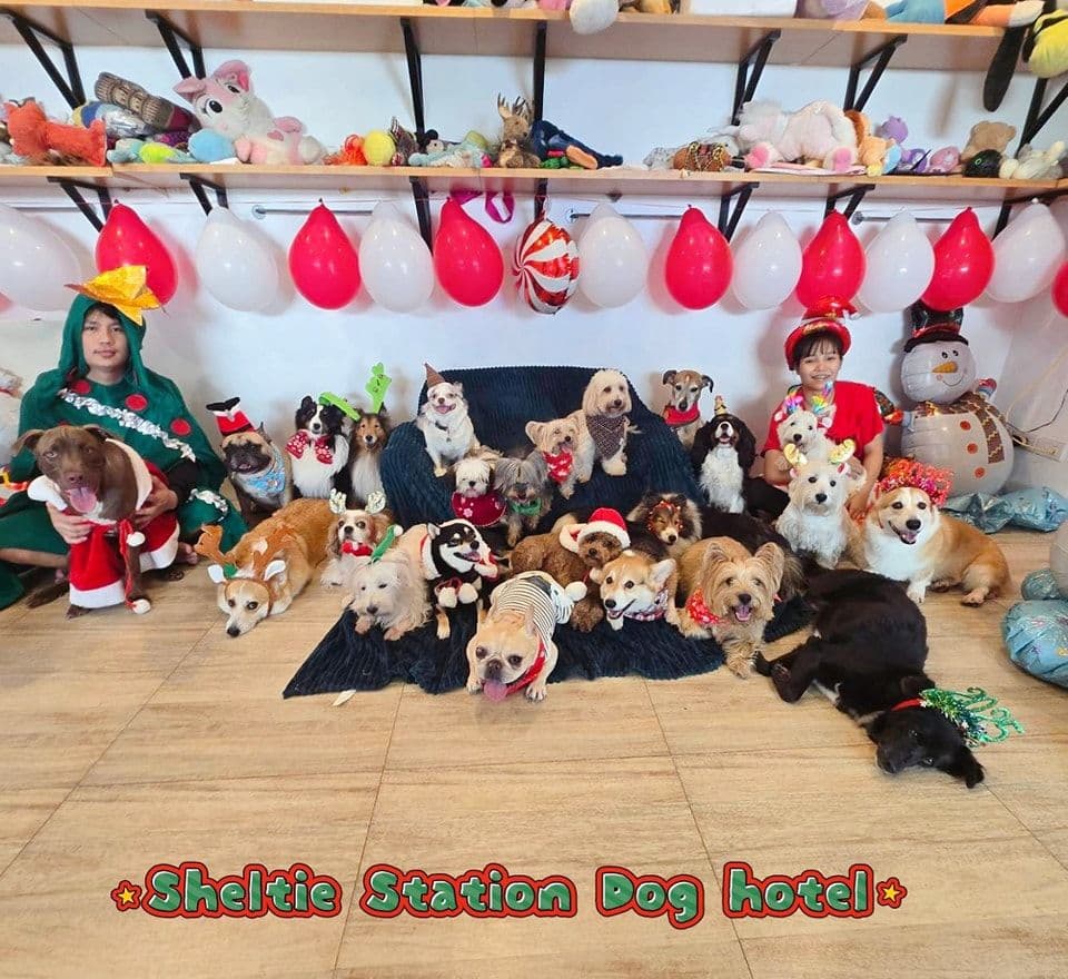 Sheltie Station Dog Hotel