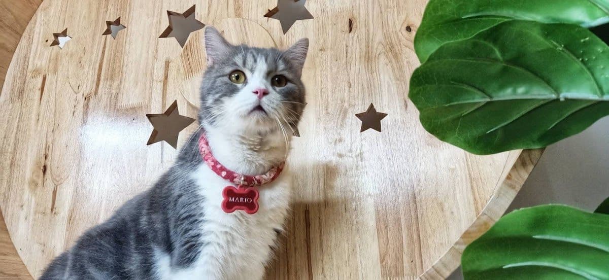 Cat's Gym Hotel gallery 7