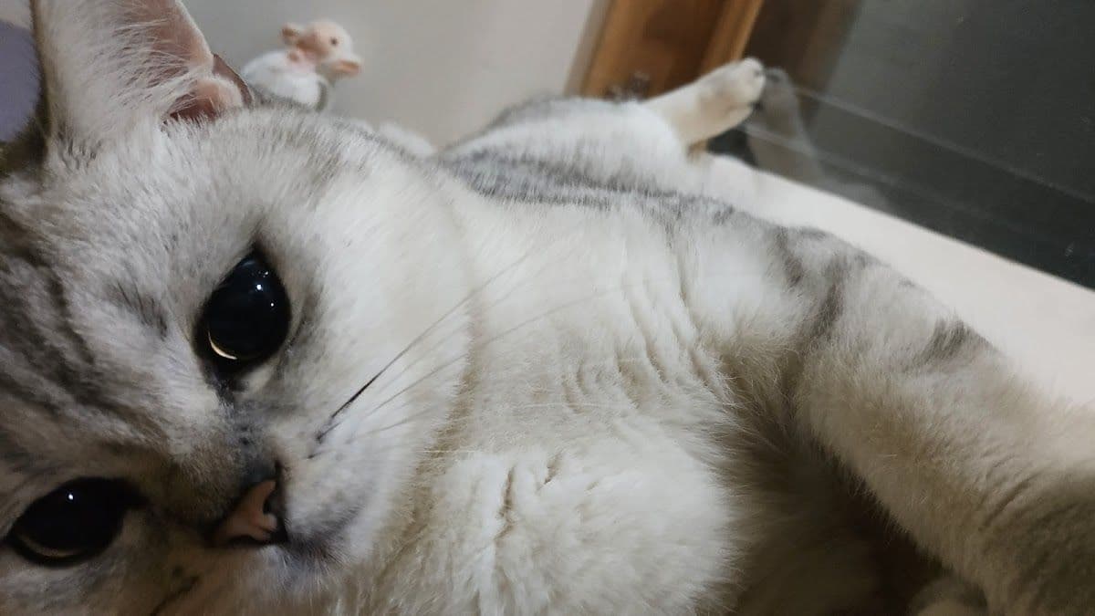 Cat's Gym Hotel gallery 4