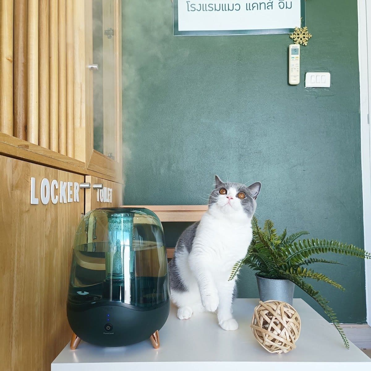 Cat's Gym Hotel