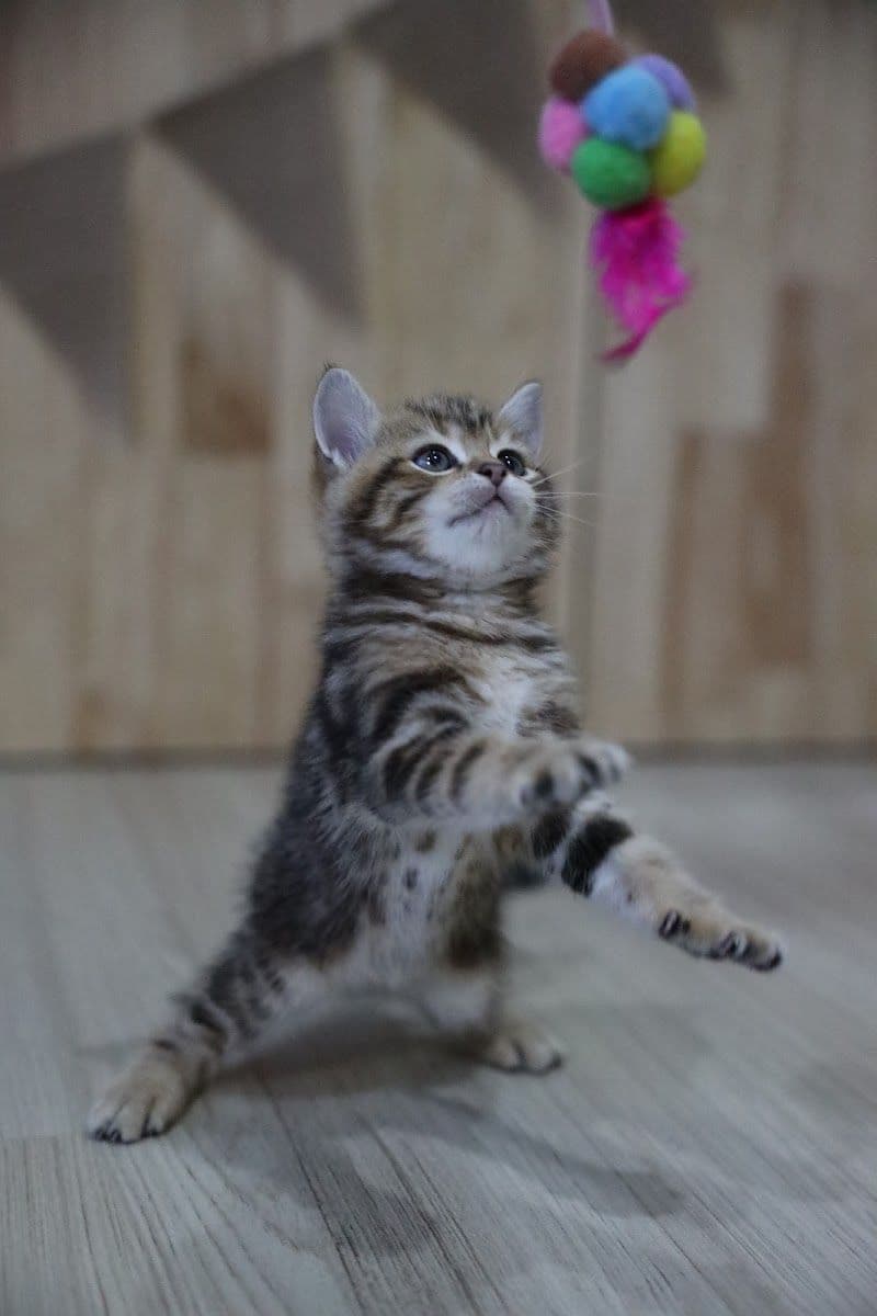 Cat's Gym Hotel gallery 8