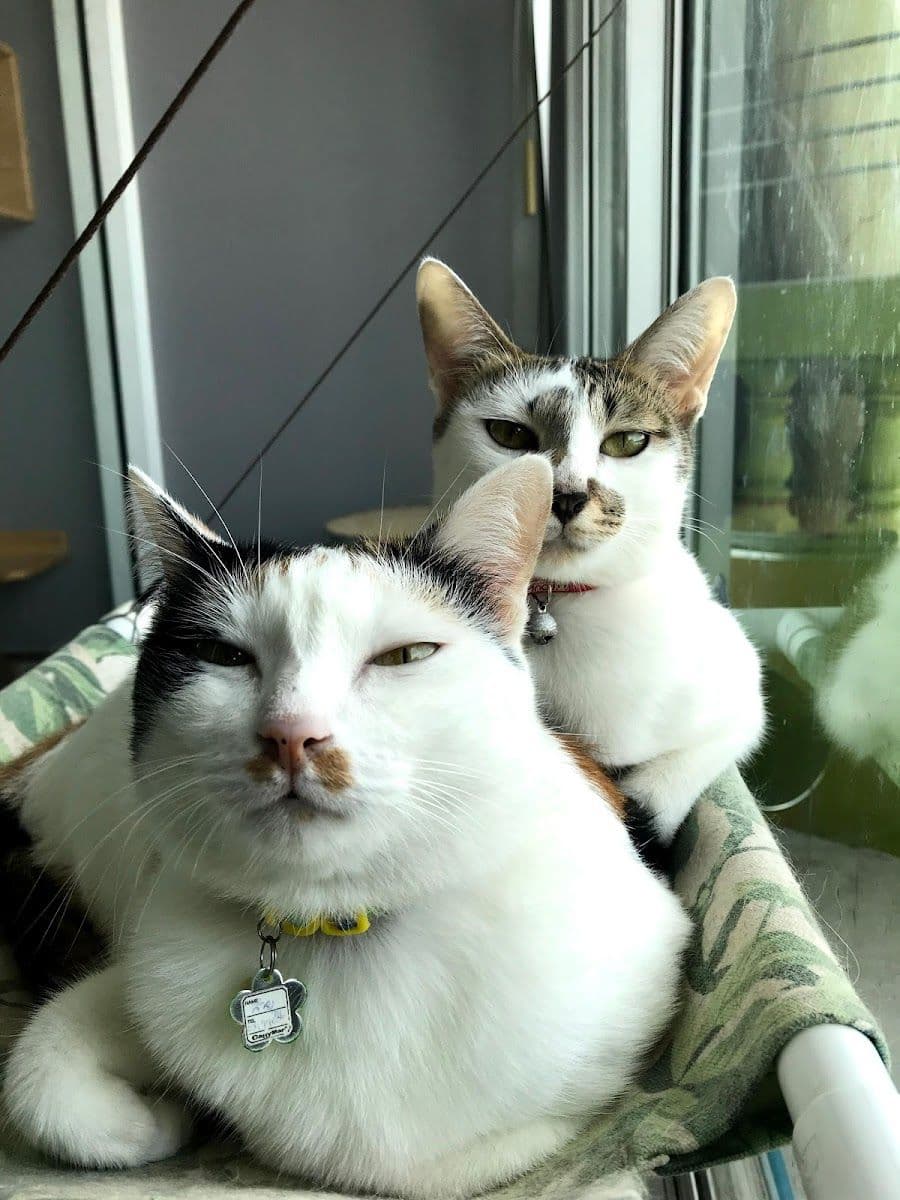 Big Cat Hotel gallery 8