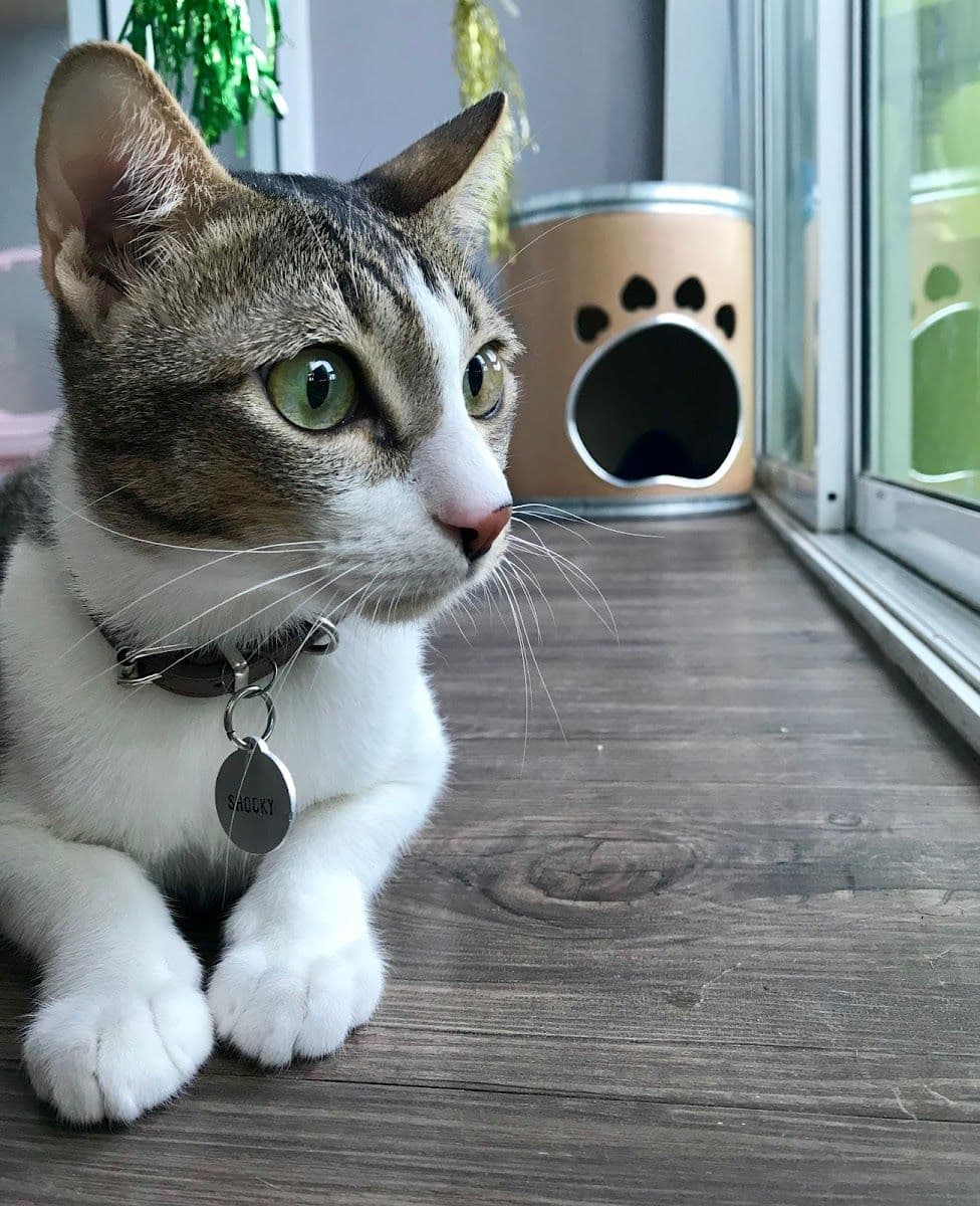 Big Cat Hotel gallery 4