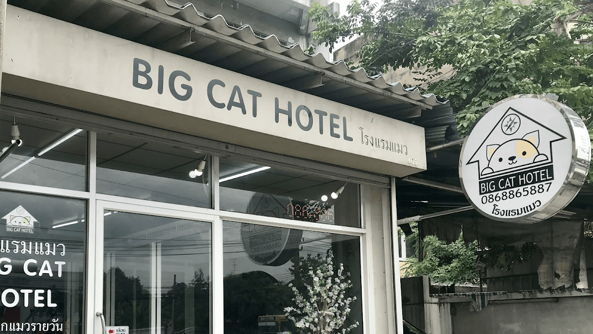 Big Cat Hotel