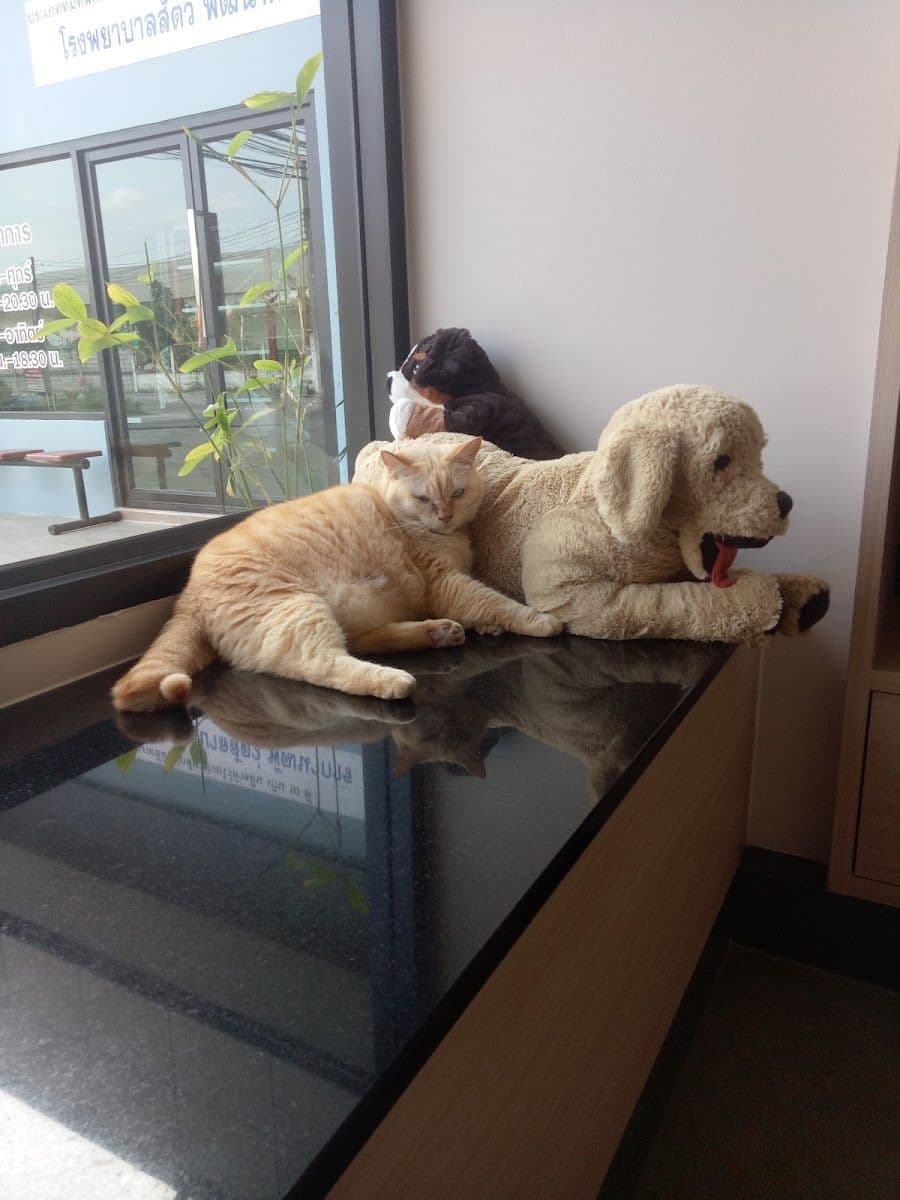 โรงพยาบาลสัตว์พัฒนาการ gallery 6