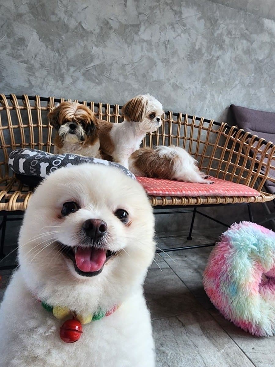 Happy doggie by meiji gallery 9