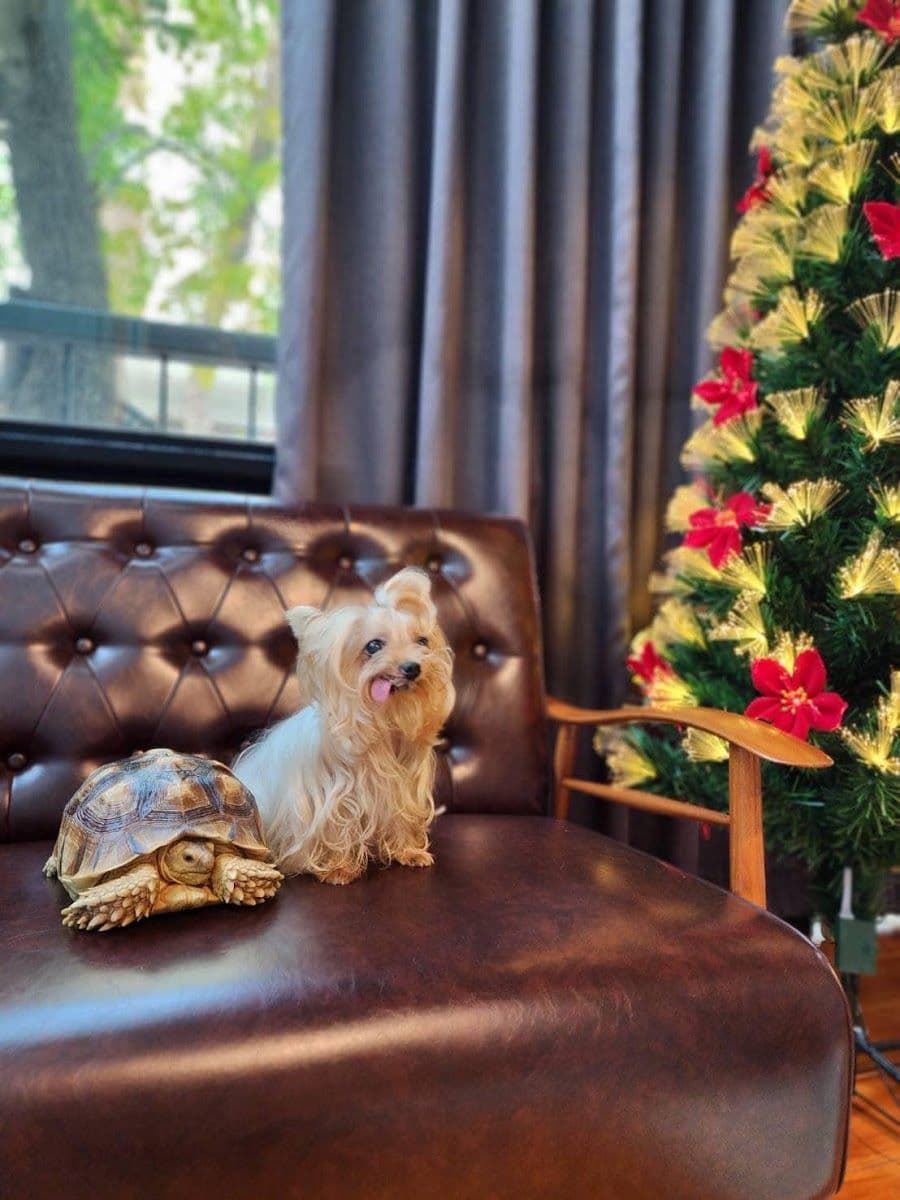 Happy doggie by meiji gallery 5