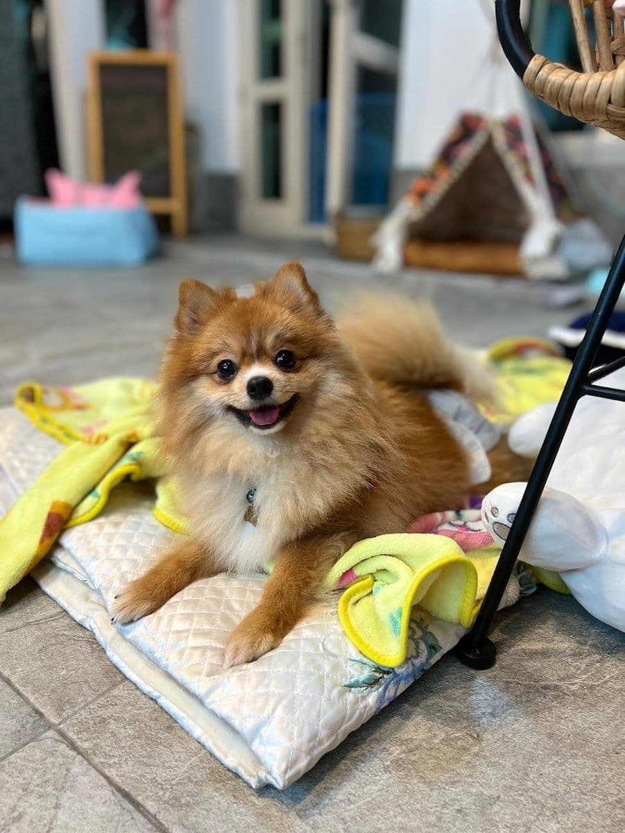 Happy doggie by meiji gallery 8