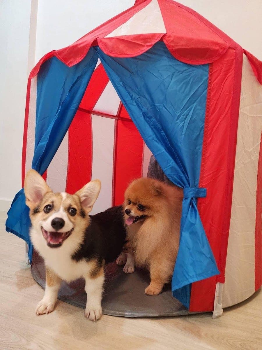 Happy doggie by meiji gallery 10