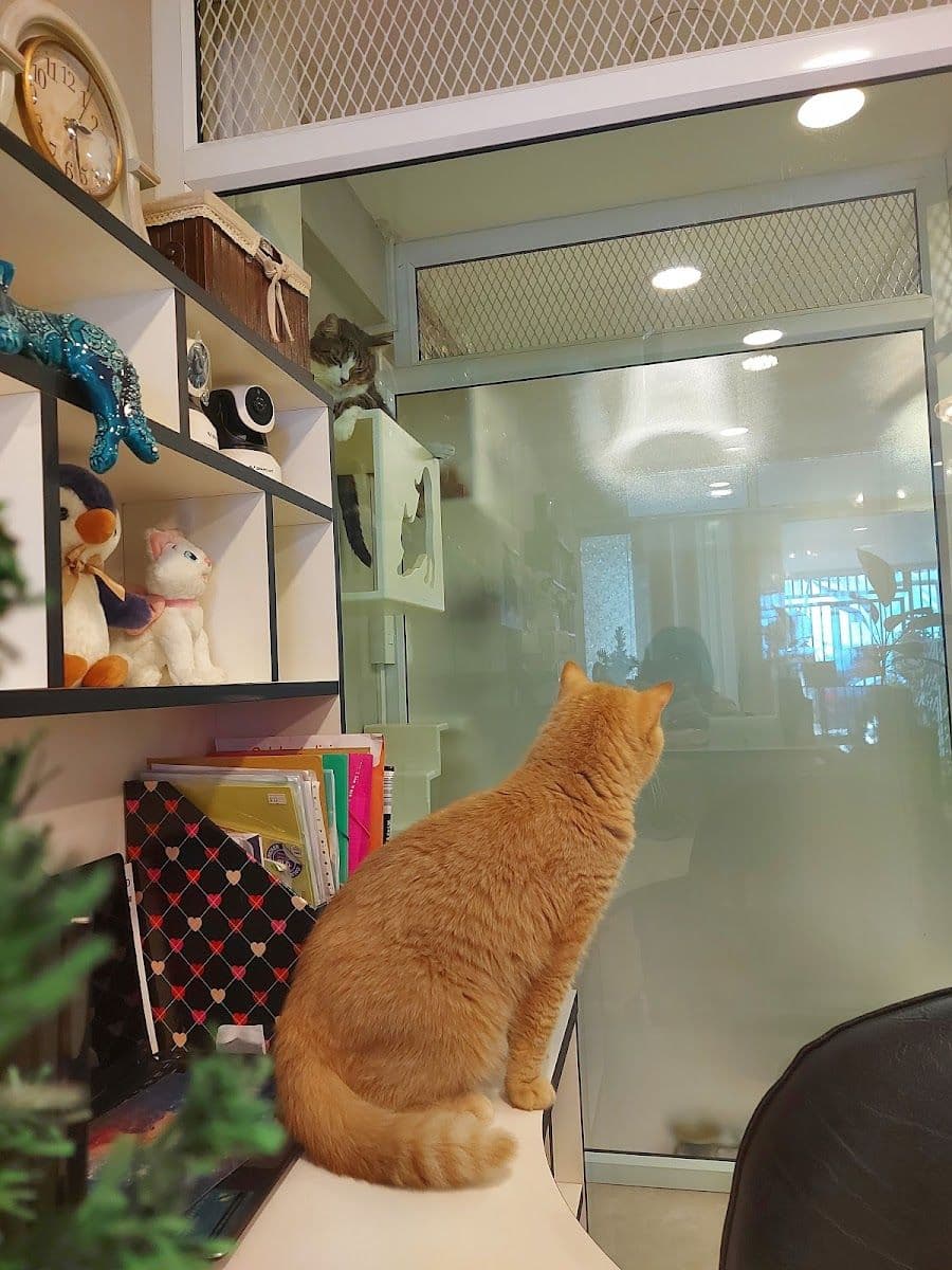 Happy Land Cat Hotel 669 gallery 7