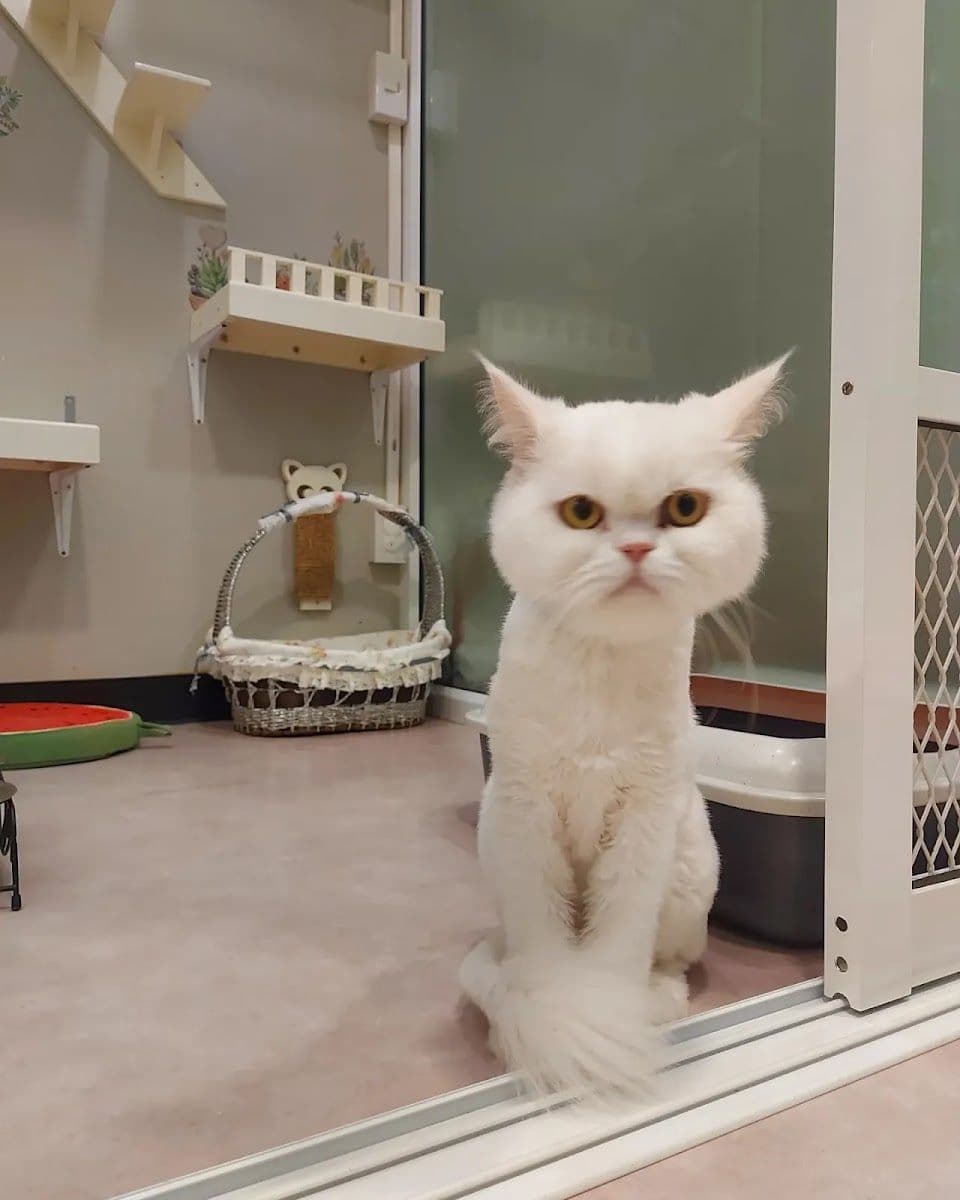 Happy Land Cat Hotel 669 gallery 6