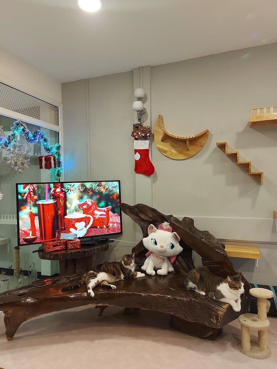 Happy Land Cat Hotel 669 gallery 5