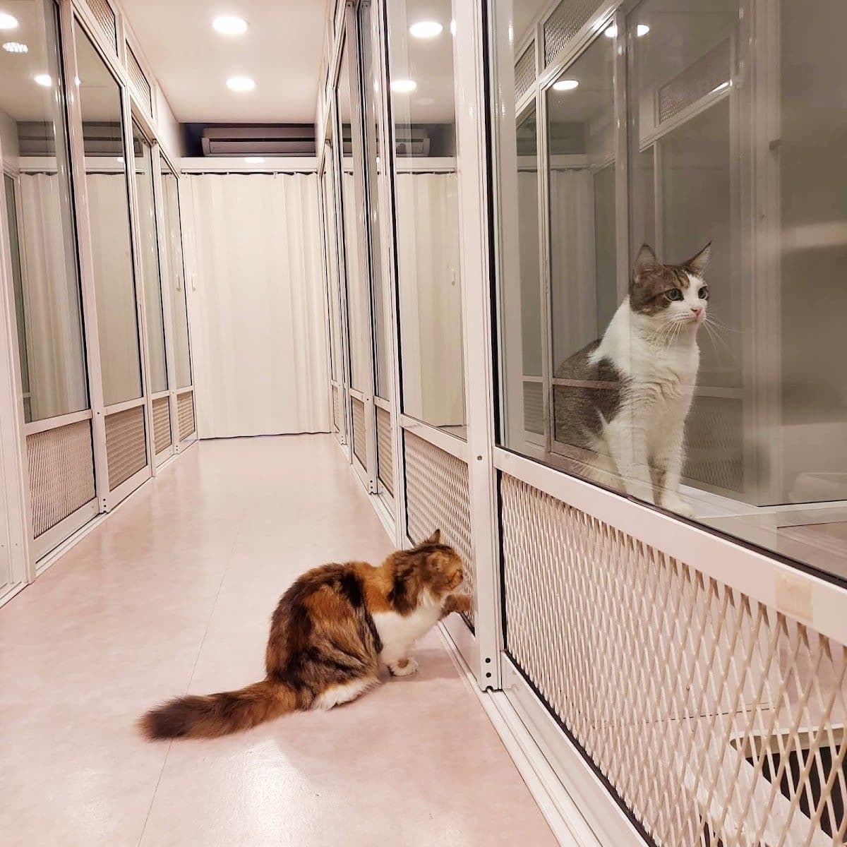 Happy Land Cat Hotel 669 gallery 8