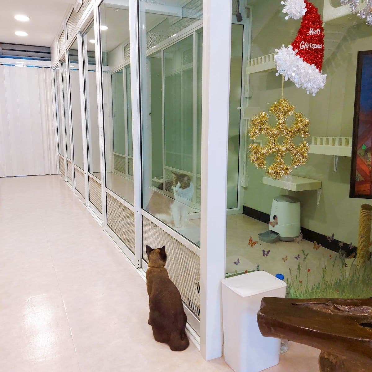 Happy Land Cat Hotel 669 image 3