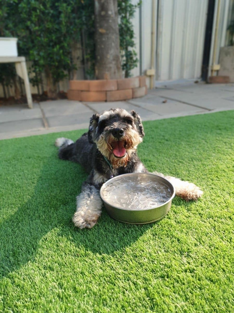 Dog Garden Hotel gallery 9