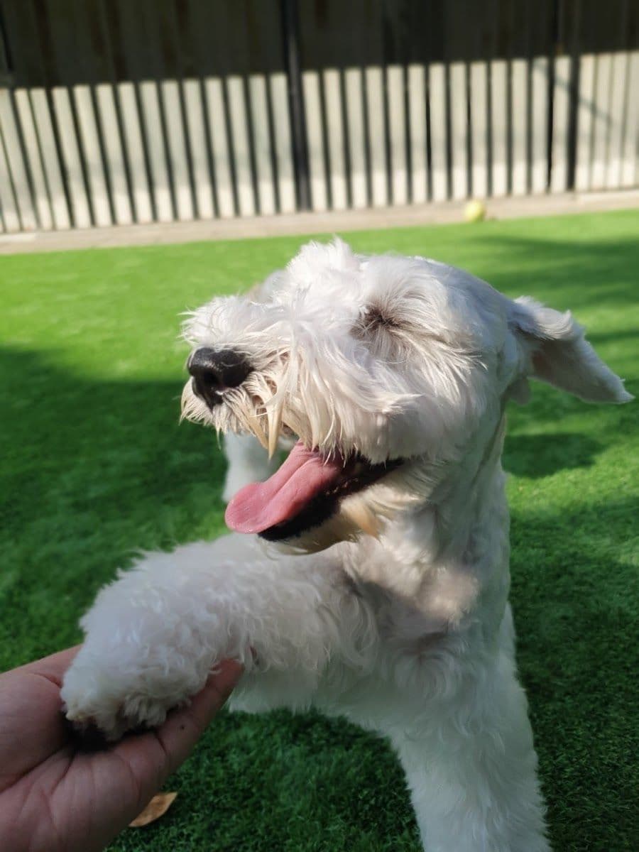 Dog Garden Hotel gallery 10