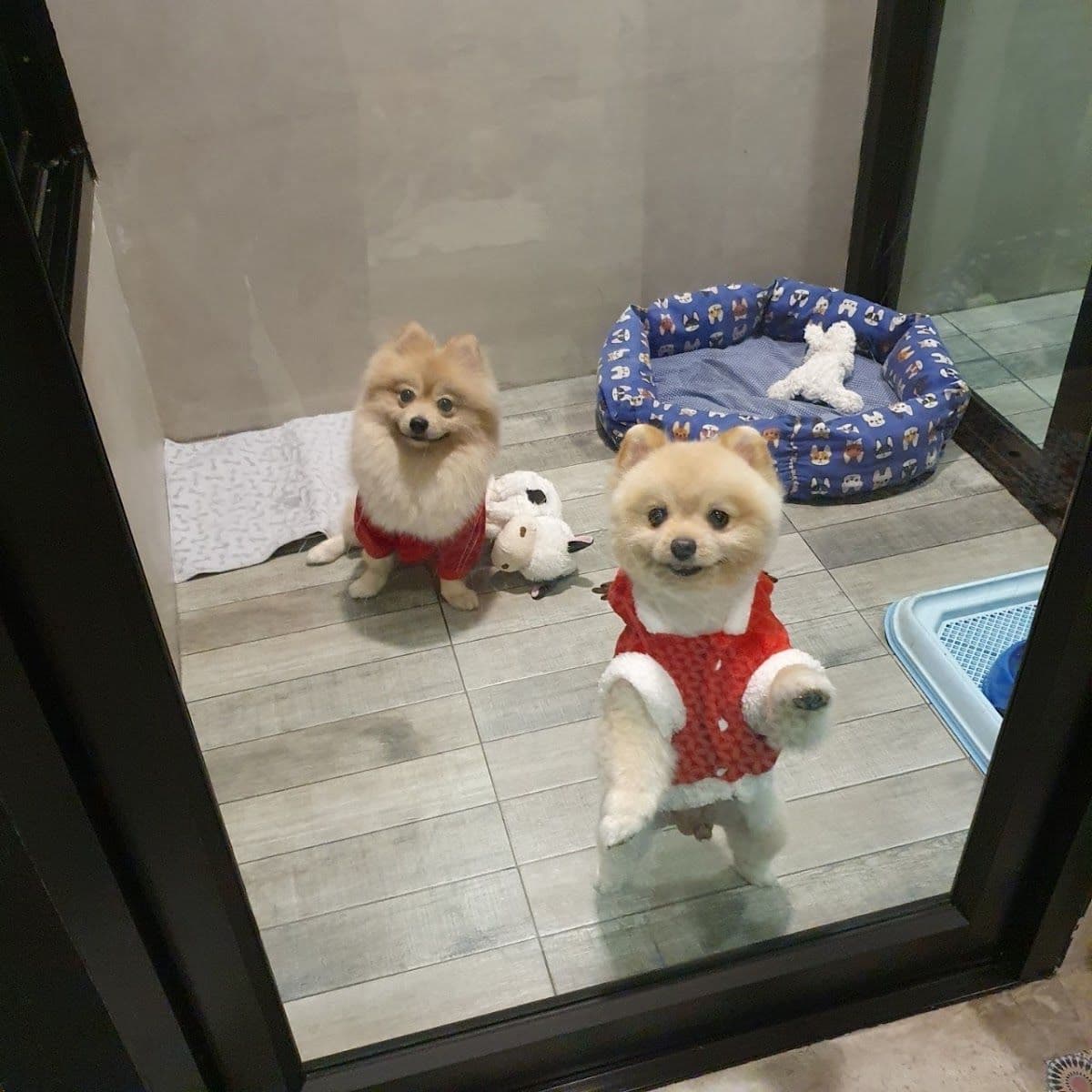 Dog Garden Hotel gallery 5