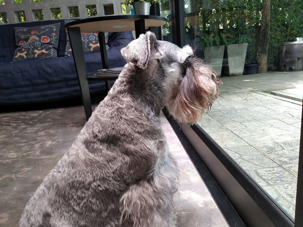 Dog Garden Hotel gallery 8